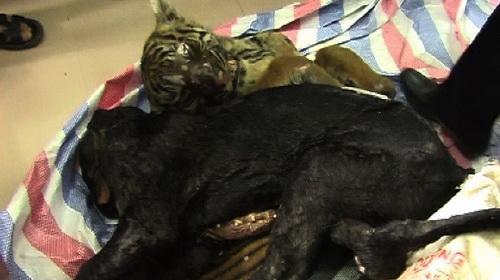 Nghe An: Old man arrested for storing wild animals