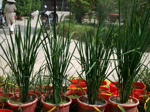 “3000-year” rice trees blossom