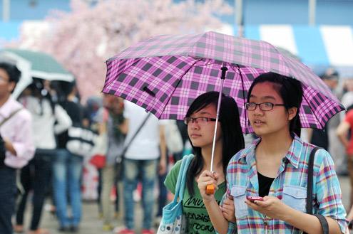 Enjoying cherry flowers at Genki Festival