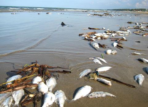 Fish die en masse in Cua Lo beach