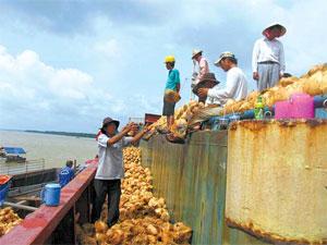 Chinese traders buy unseasoned coconuts heavily