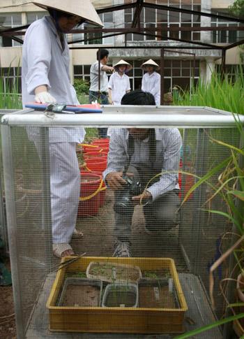 “3000-year-old” rice seedlings transplanted