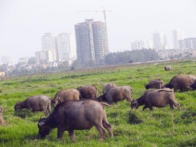 Daewoo may become the only investor of West Lake urban area