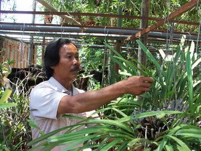 Biotechnology needed for orchid industry