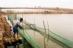 Long An”s waters suffer from factory waste