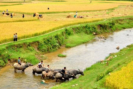 Seductive terraced fields in Lao Cai