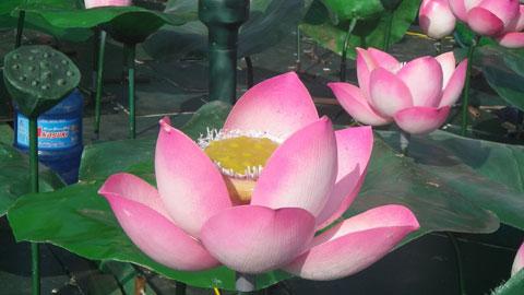 Hanoi in full festival mode