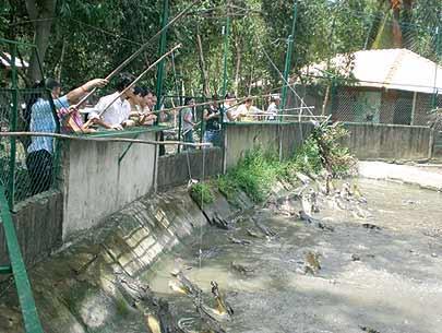 Crocodiles snapped up by bold thieves