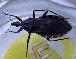 Largest nidus of blood-sucking assassin bugs detected in Hanoi