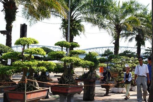 Nationwide bonsais converge at Hue Traditional Craft Festival 2011
