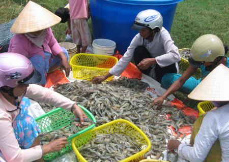 Shrimp exporters fear they may lose Japanese market