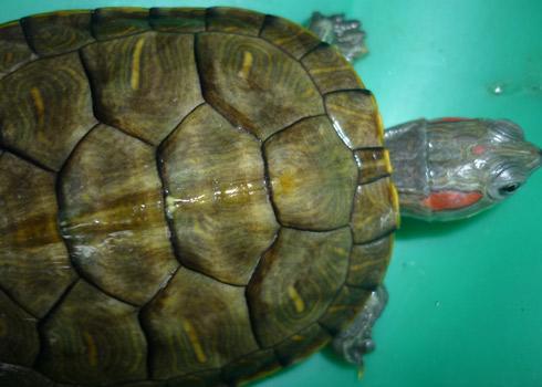 Vietnamese red-eared turtle importer sues American partner