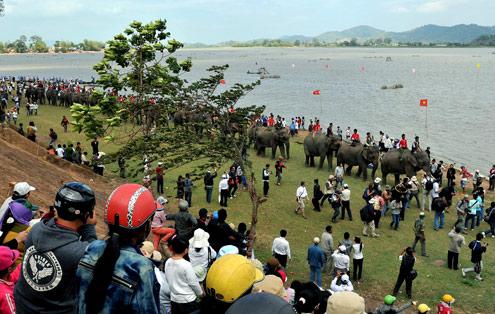 Elephant race at coffee festival