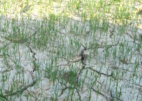 Quang Ngai appeals for urgent assistance against drought