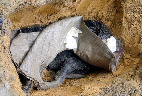 Dog-killing beast is a rumor