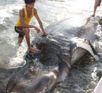 Shark &ldquo;stuck&rdquo; in Binh Dinh cliff