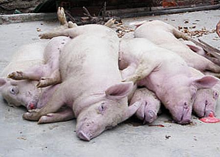 Agriculture Minister takes responsibility for foot-and-mouth pandemic