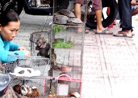 Wild animals sold on Saigon&rsquo;s pavements