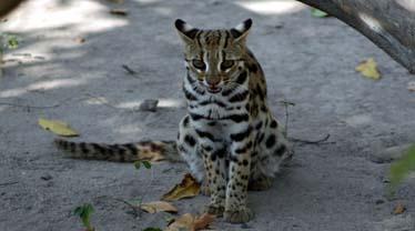 Wildlife vendor arrested