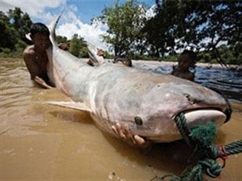 New fish species found in Mekong River basin