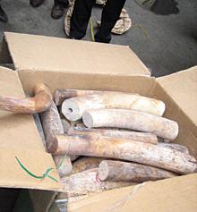 Tons of ivory shipped to Hai Phong Port