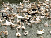 Avian flu recurs in northern Vietnam 