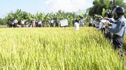 Farmers sell an improved rice variety to the State
