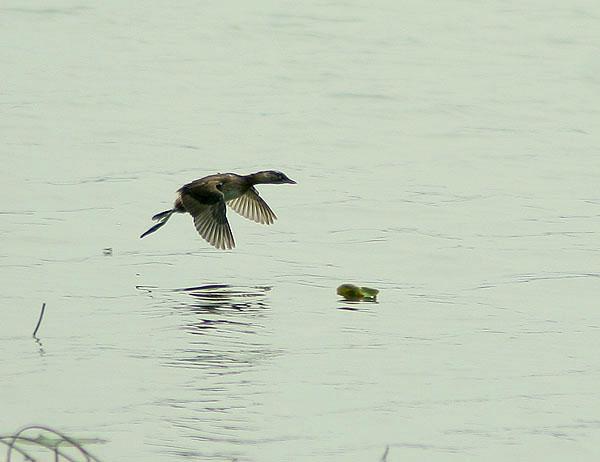 Teals play in Hanoi’s lake