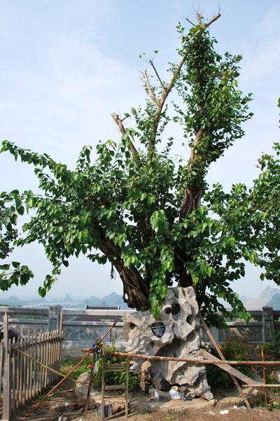 10m Mitreya Buddha statue recognized as a Vietnam record