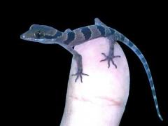 New gecko species found in Phu Quoc