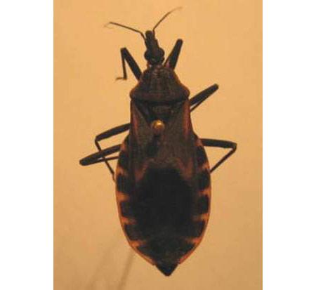 Local blood-sucking assassin bugs don’t transmit disease
