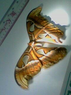 Giant butterfly caught in Binh Thuan