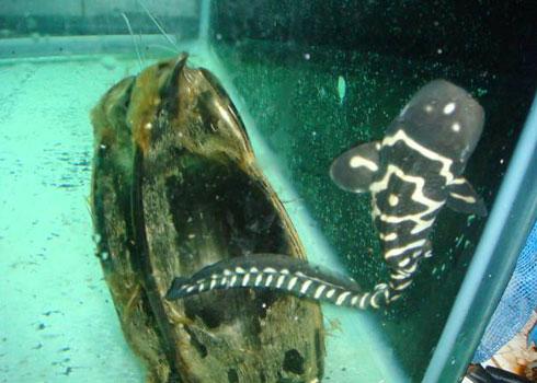 “Maiden” sharks give birth at Nha Trang park