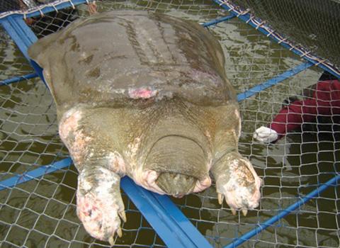 Hoan Kiem turtle has to wait for a clean lake