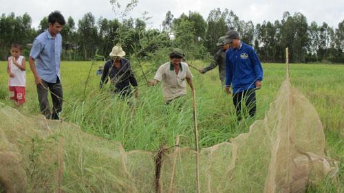 Hunting field-mice in the Mekong Delta