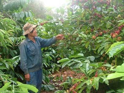 Foreign businessmen’s farm produce collections will be legalized