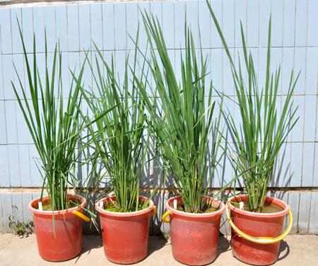 3,000 year old rice current variety