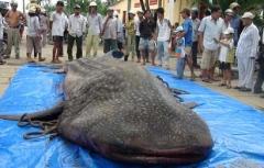 Whale shark netted in Bac Lieu