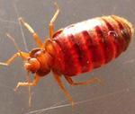 Bedbugs may flood Los Angeles: report