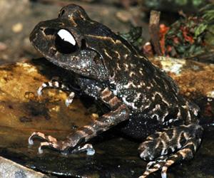 New toad species found in Vietnam
