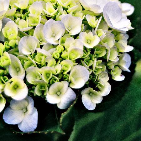 Flower sector struggles to boost exports