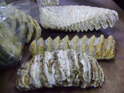10,000 year old elephant teeth discovered in Lao Cai
