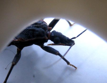 Scientists to survey blood-sucking assassin bugs in central Vietnam