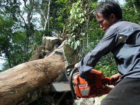 All villagers deforest for planting rice