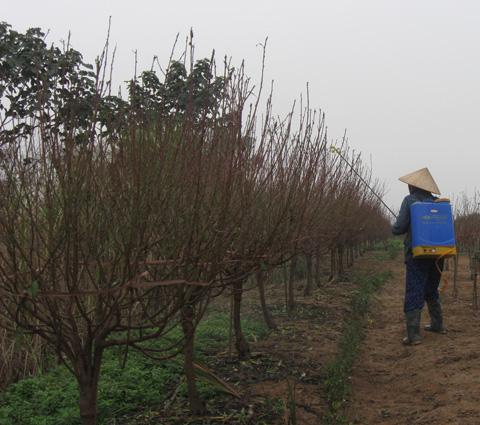 The gods are supporting apricot and peach growers