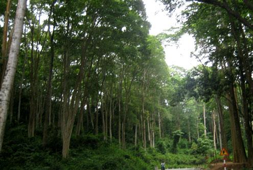 Nghe An receives World Biosphere Reserve title