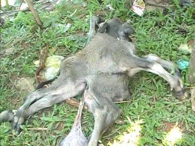 Eight-legged calf born in central province