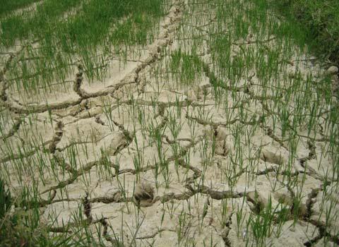 Central Vietnam suffering severe drought