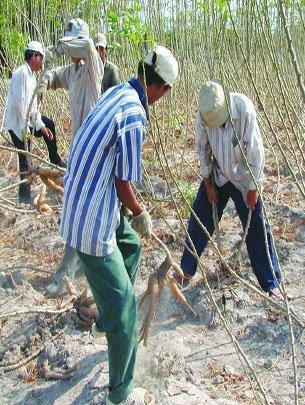 Vietnam urged to rethink the plan to develop cassava plants