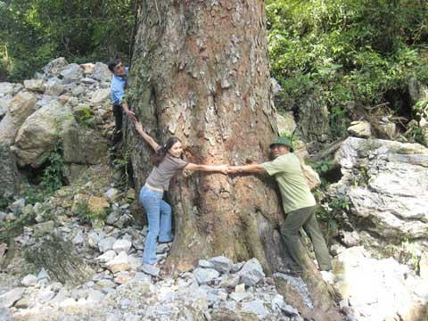 Trees get national heritage recognition